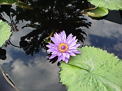 261 Longwood Gardens [2008 August 23]